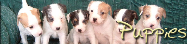 Caudlewood Kennels - Breeders of Purebred Parson Russell Terriers